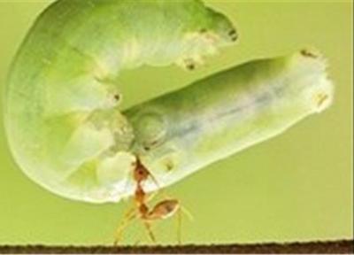 مورچه وزنه بردار