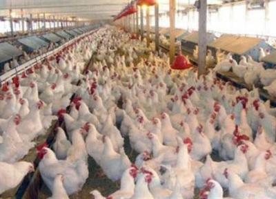 کاهش عوارض صادرات مرغ گوشتی به 1500 تومان