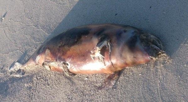 مرگ یک دلفین در ساحل بندرخمیر