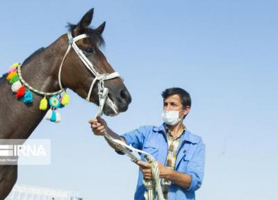 آبادان میزبان جشنواره اسب اصیل عرب