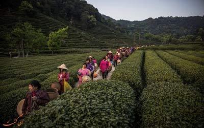 تصاویری مسحورکننده از مزارع چای در چین!