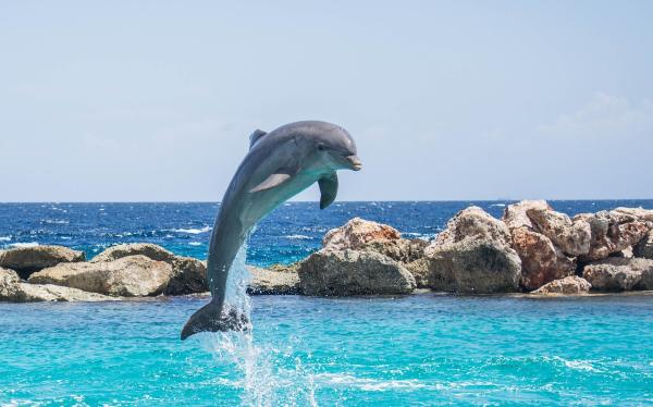 بهترین مقاصد گردشگری دنیا برای دیدن دلفین ها