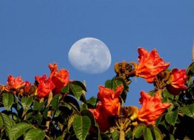 چرا گاهی اوقات ماه در روز نمایان می گردد؟، عکس